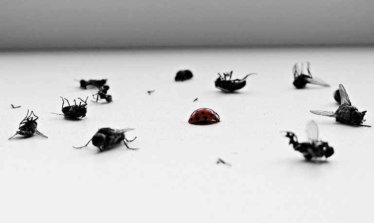 pest control Kenya, pest control services Nairobi, fumigation services Kenya, termite control Kenya, rodent control Kenya, cockroach control Nairobi, bed bug fumigation Kenya, pest exterminators Mombasa, professional pest control Kisumu, pest management Eldoret, affordable fumigation Nakuru, pest inspection Thika, pest treatment Machakos, residential pest control Kenya, commercial pest control Nairobi, pest control company Kenya, best fumigation services Kenya, home pest control Nairobi, office pest control Kenya, pest eradication Kenya